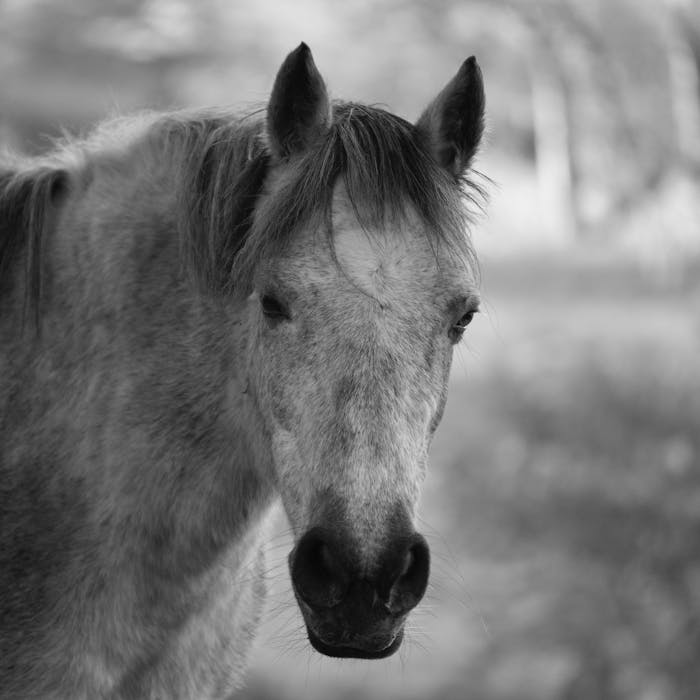 A close-up black and white portrait of a horse in a natural outdoor setting.