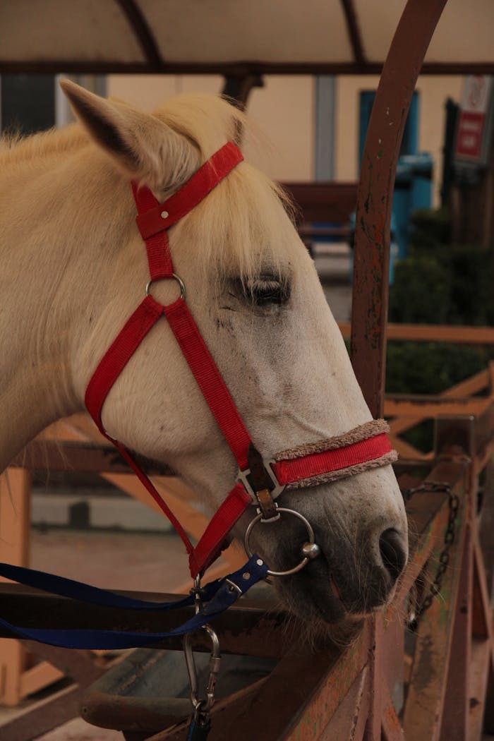A white horse with a red bridle standing in a stable, showing side profile.