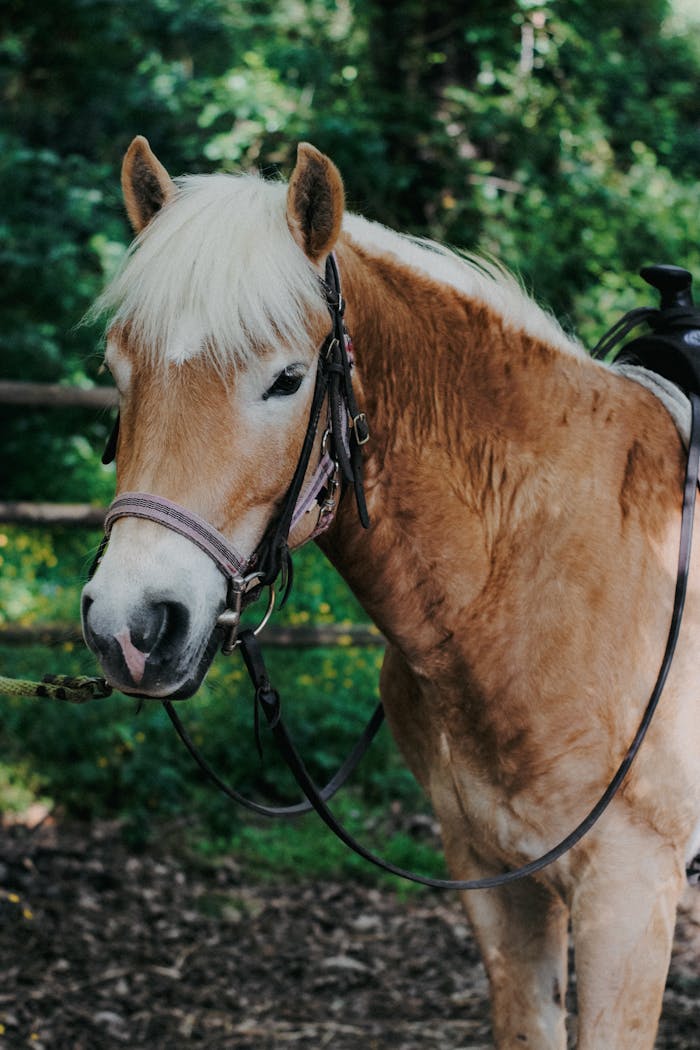 Charming palomino horse with bridle standing in lush green forest scenery, highlighting equestrian beauty.